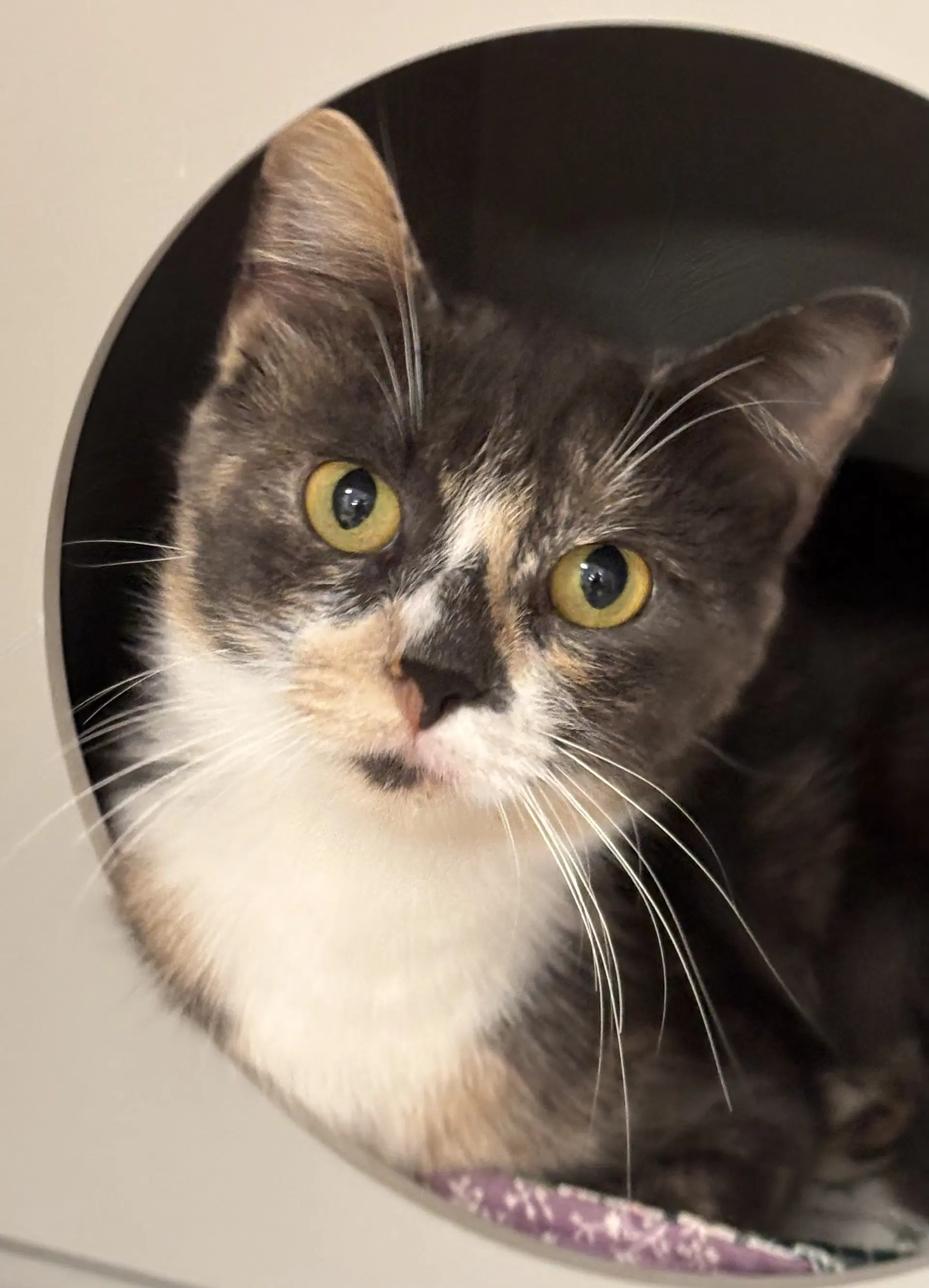 Prudence - Domestic Short Hair