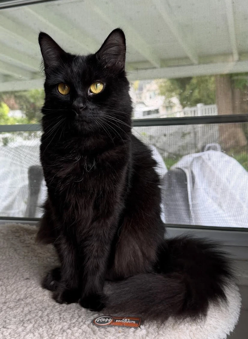 Raven