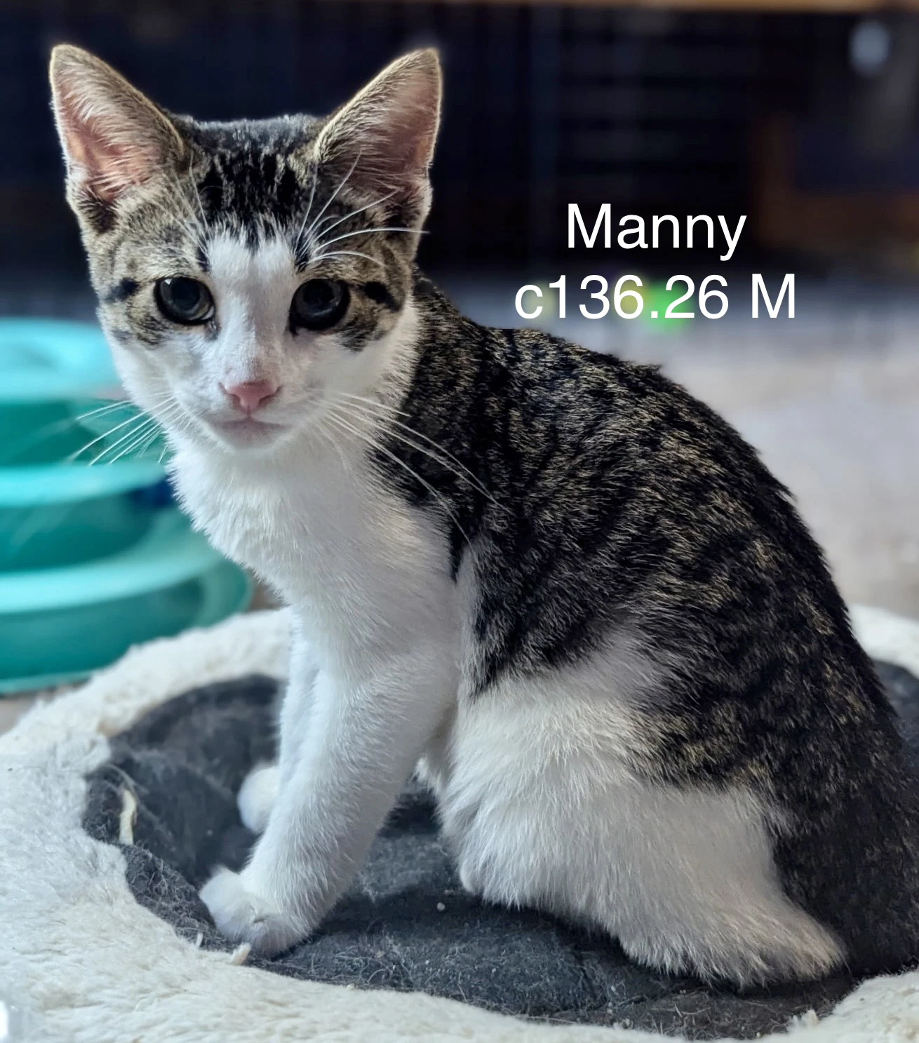 Foster Manny
