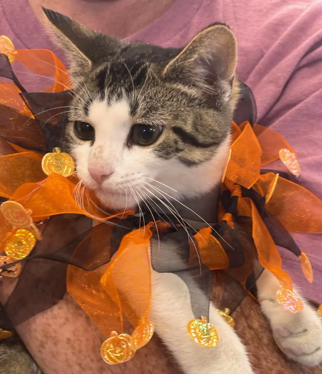 Foster Manny - Domestic Short Hair