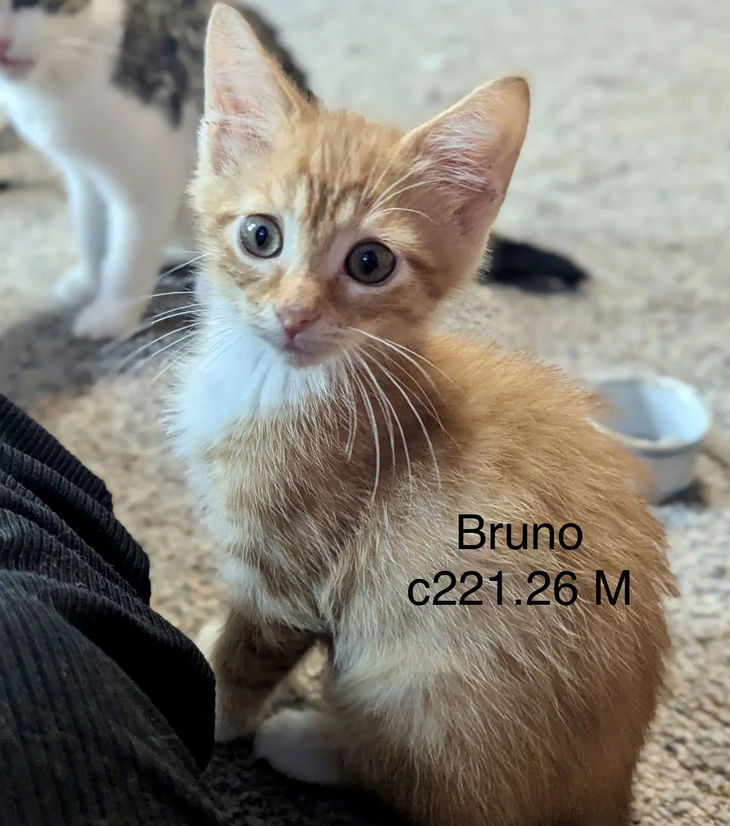 Foster Bruno - Domestic Short Hair