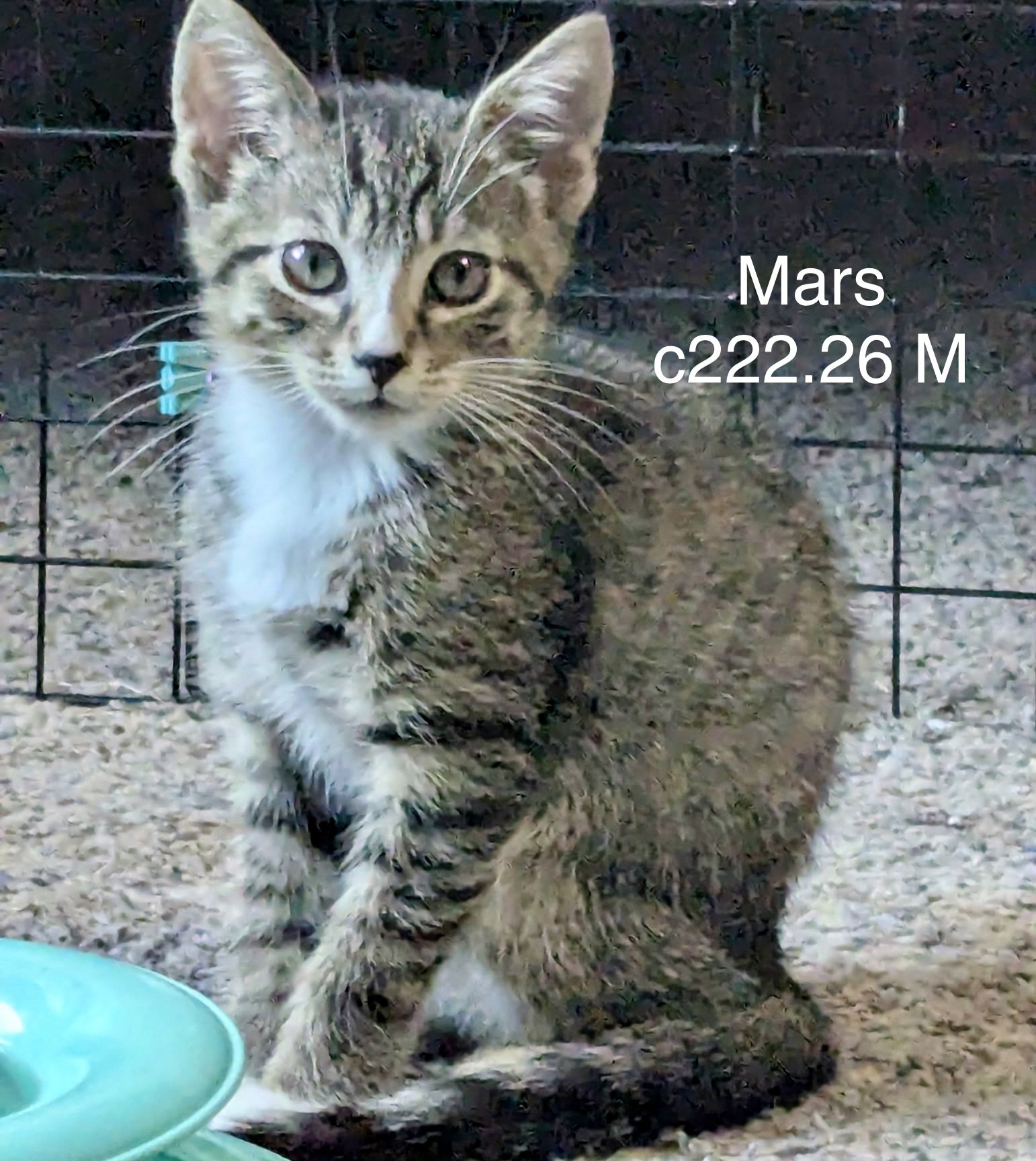Foster Mars