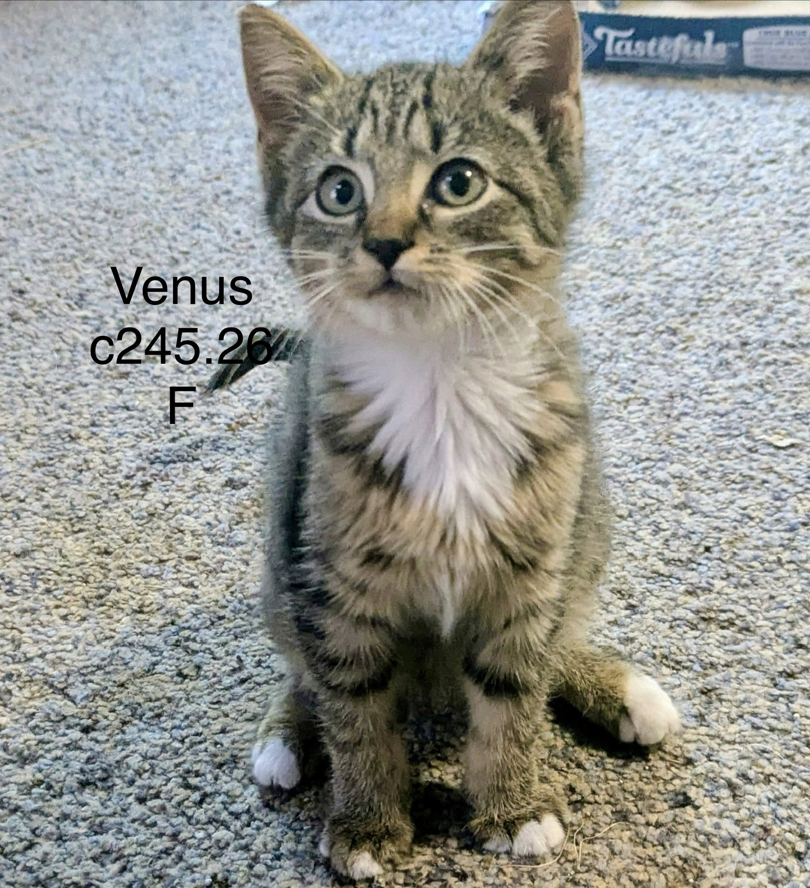 Foster Venus