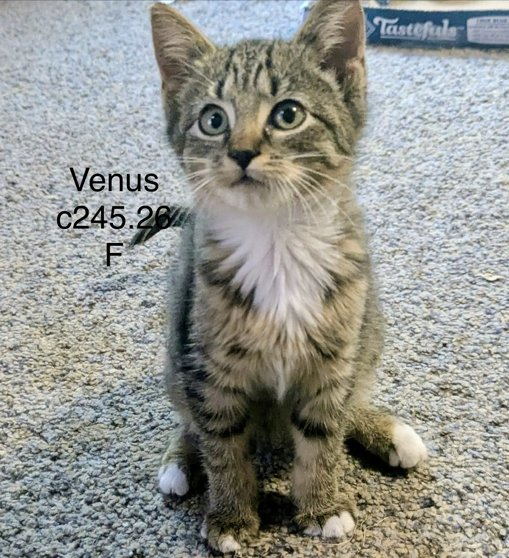Foster Venus - Domestic Short Hair