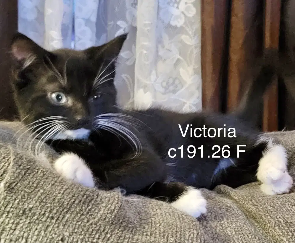 Foster Victoria - Domestic Short Hair