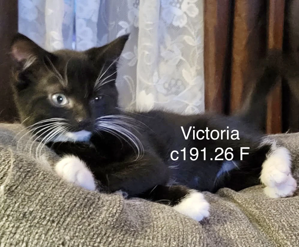 Foster Victoria
