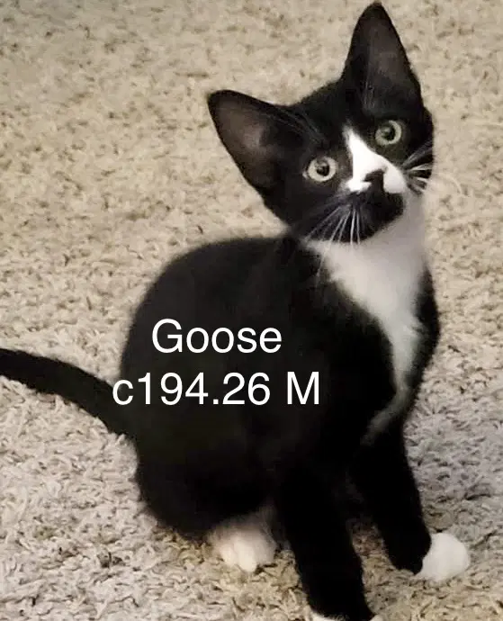 Foster Goose - Domestic Short Hair