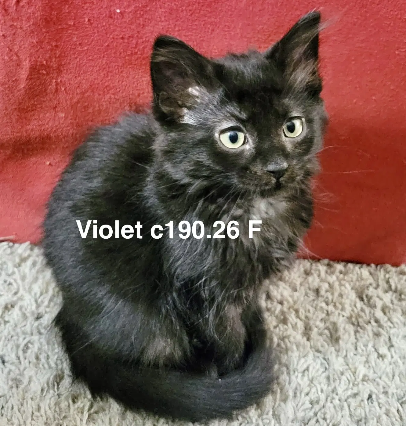 Foster Voilet - Domestic Short Hair