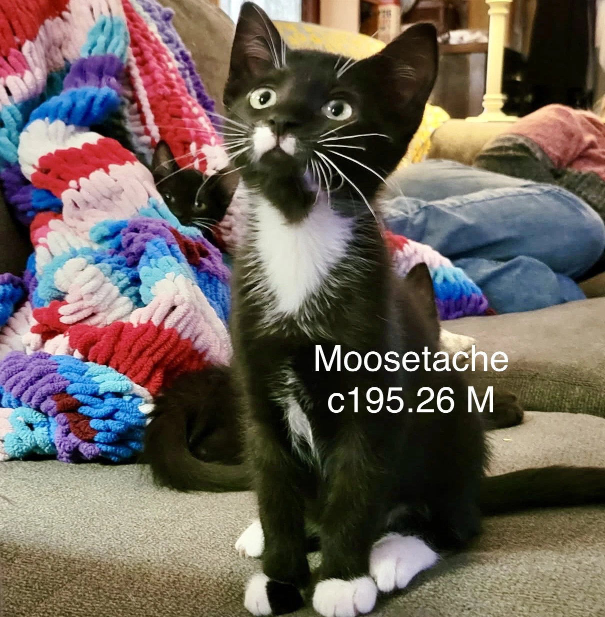 Foster Moosetache
