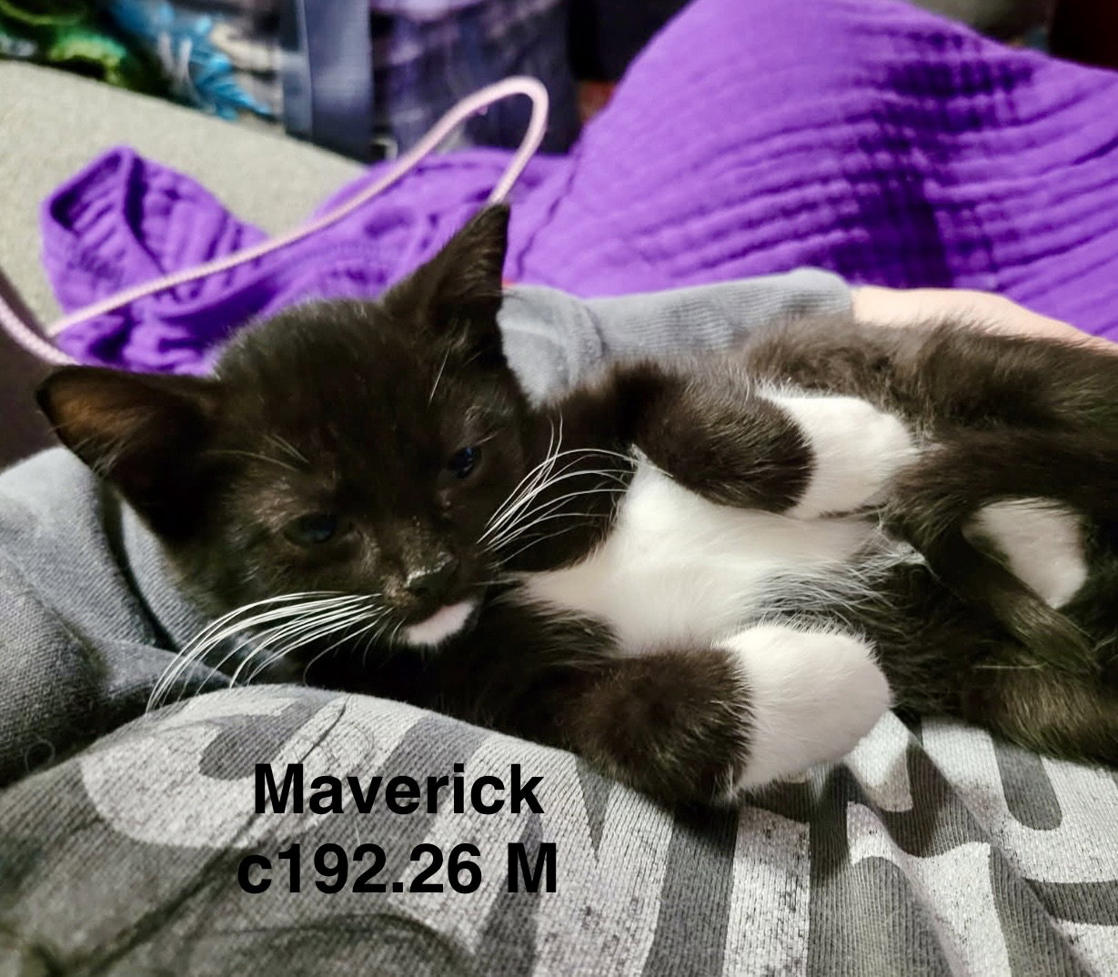Maverick