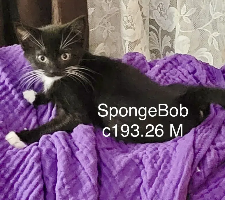 Foster Spongebob - Domestic Short Hair