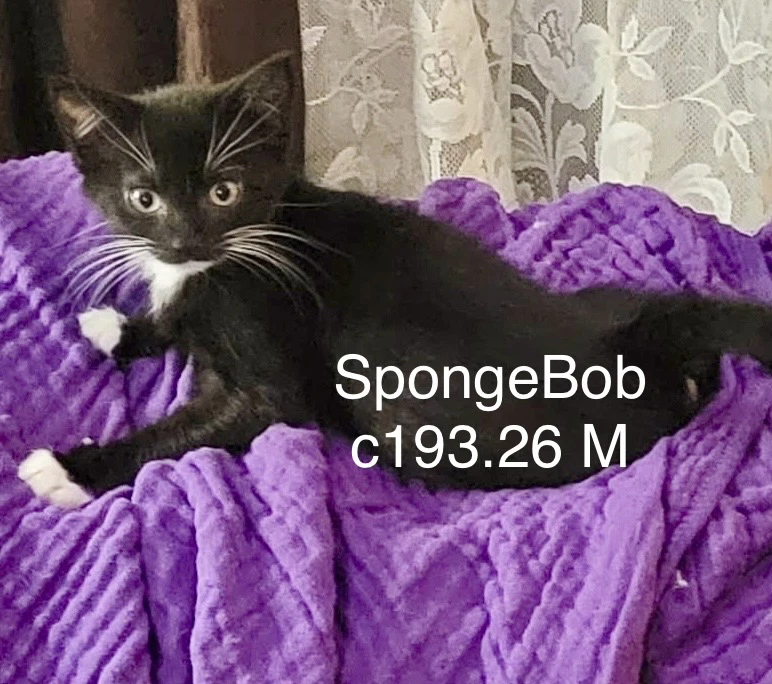 Foster Spongebob