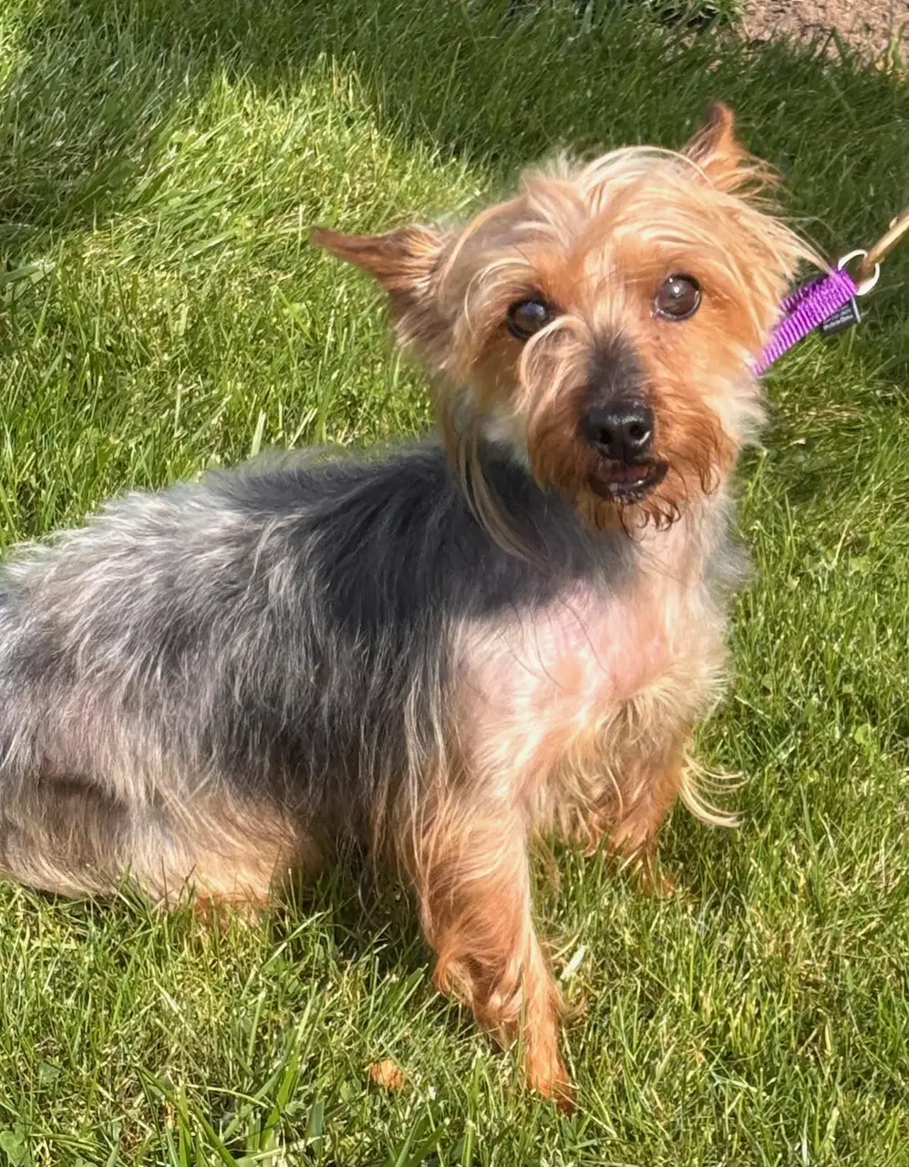 Mabel - Yorkshire Terrier Yorkie