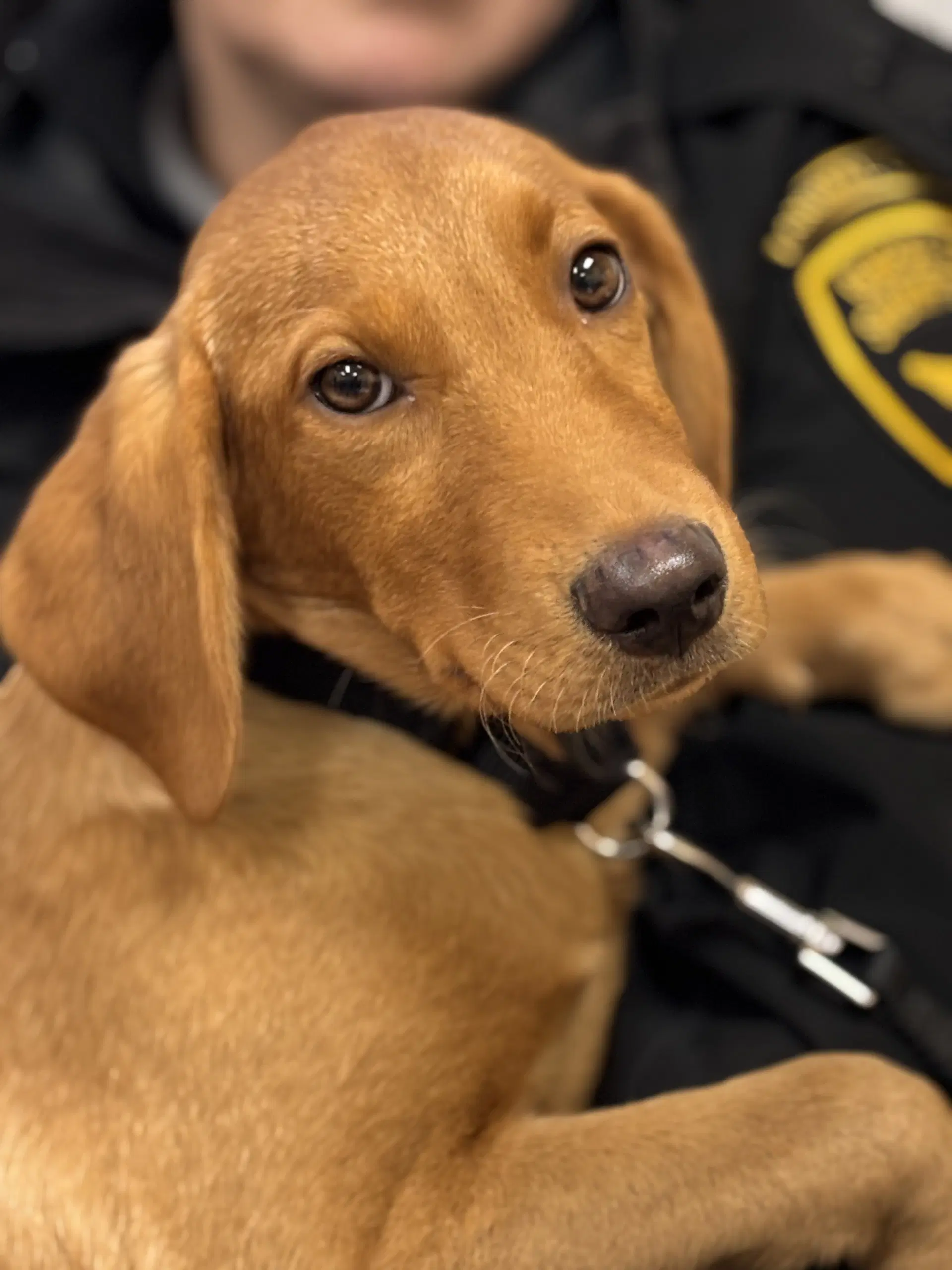 Rescue Tanner - Labrador Retriever