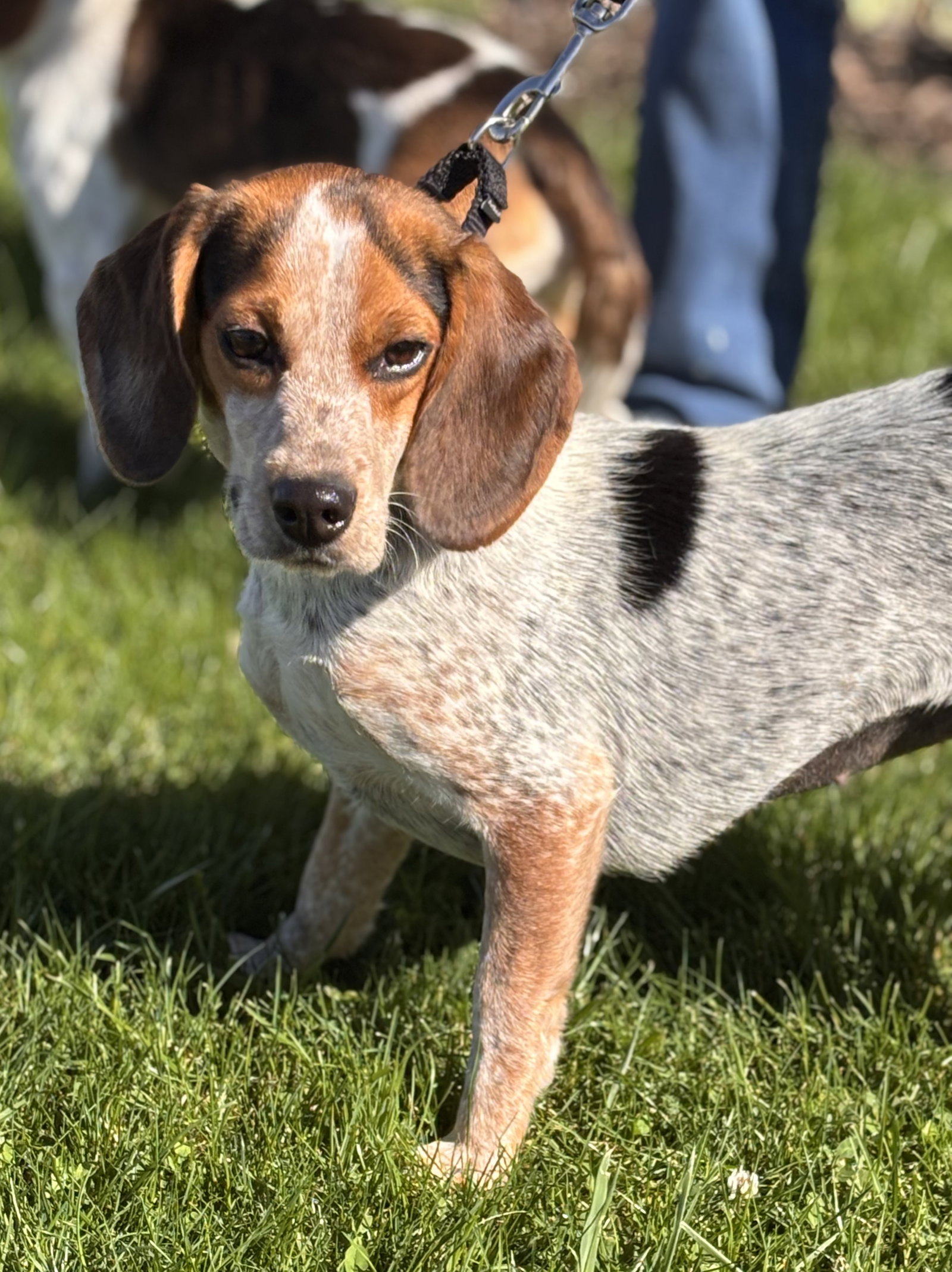 Rescue Daisy