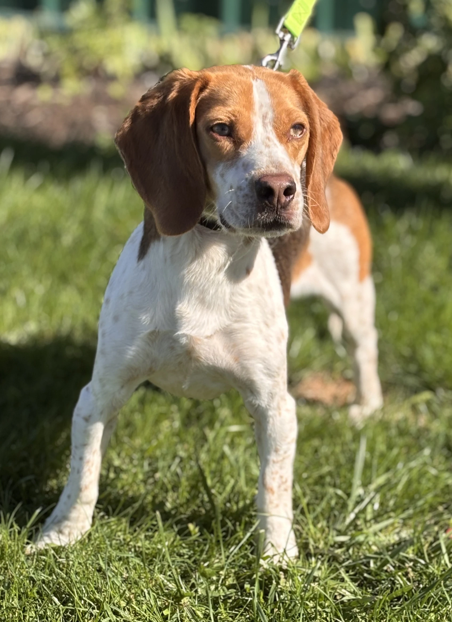 Rescue Woody