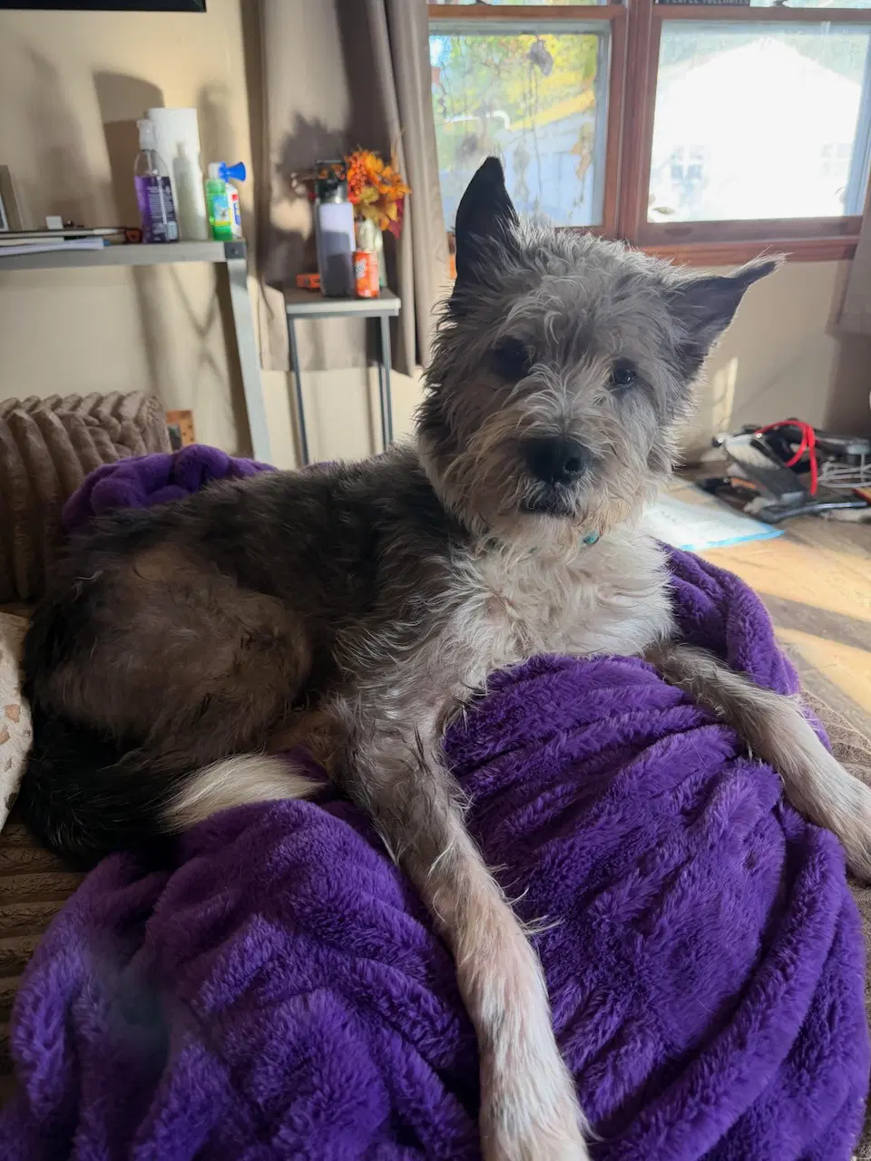 Rescue Buddy - Terrier