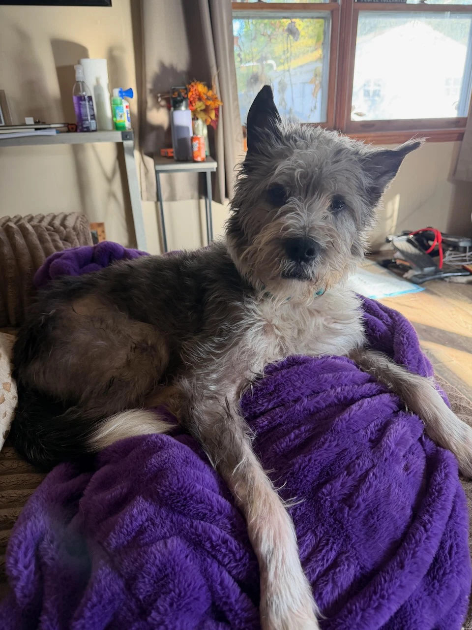 Rescue Buddy