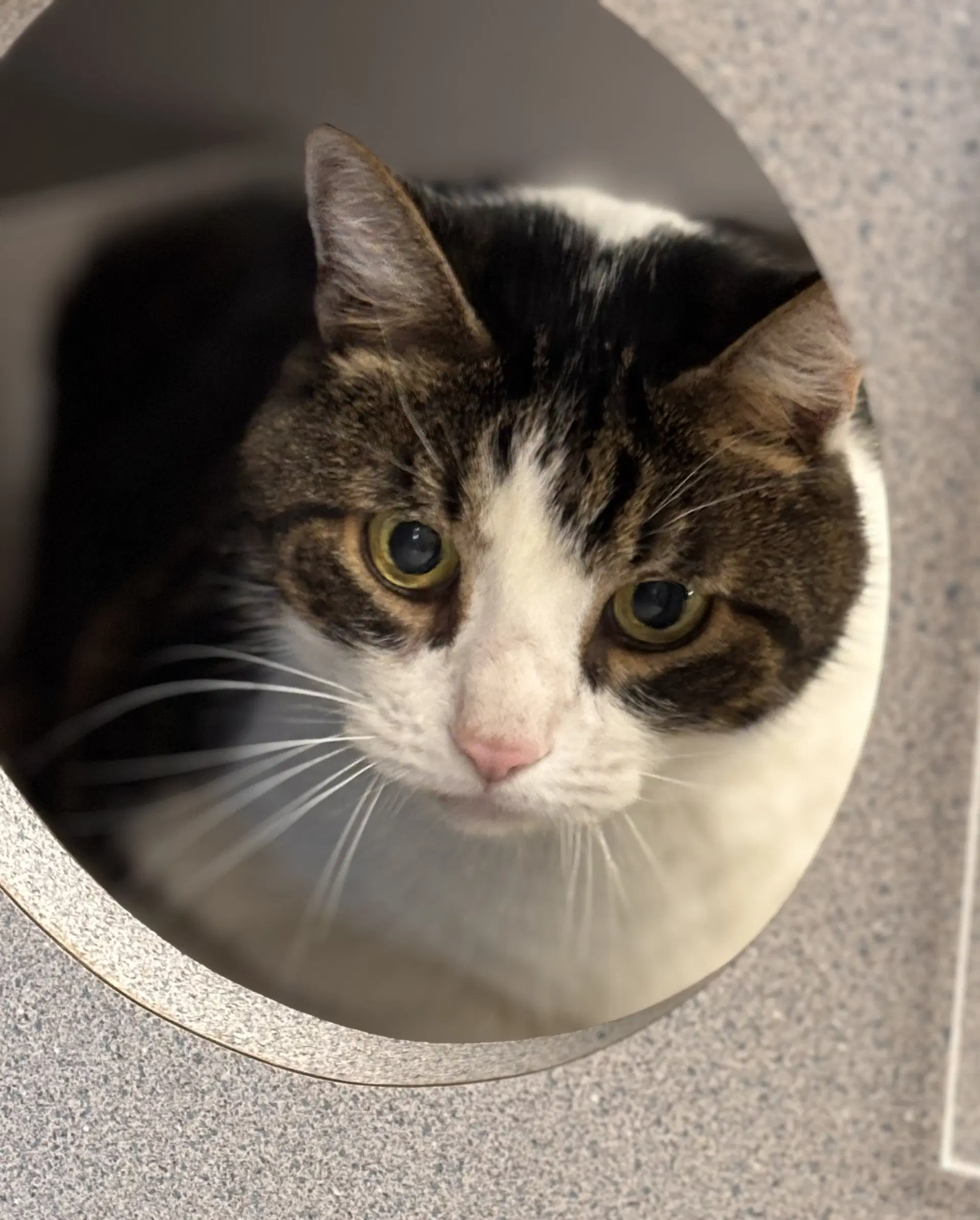 Highway - Domestic Short Hair