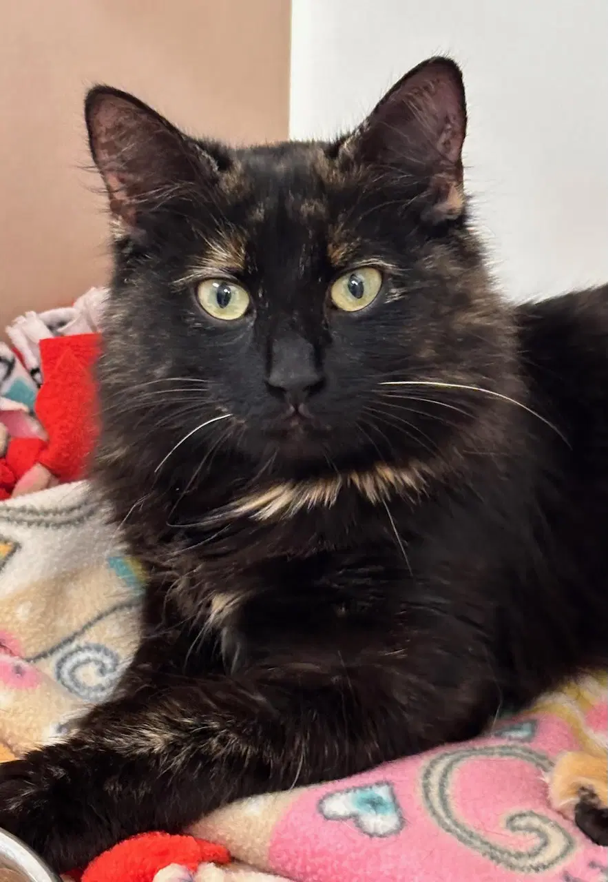 Tess - Domestic Long Hair
