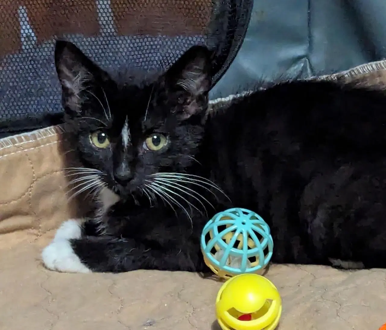 Working Cat Jett - Domestic Short Hair