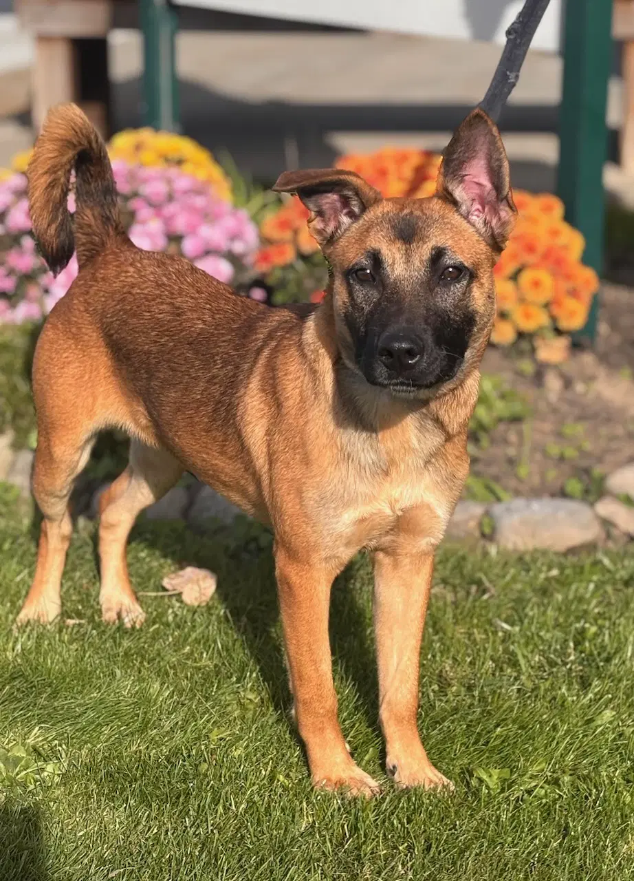 Harper - German Shepherd Dog