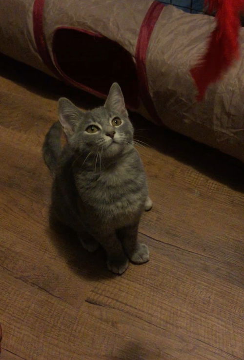 Lexie