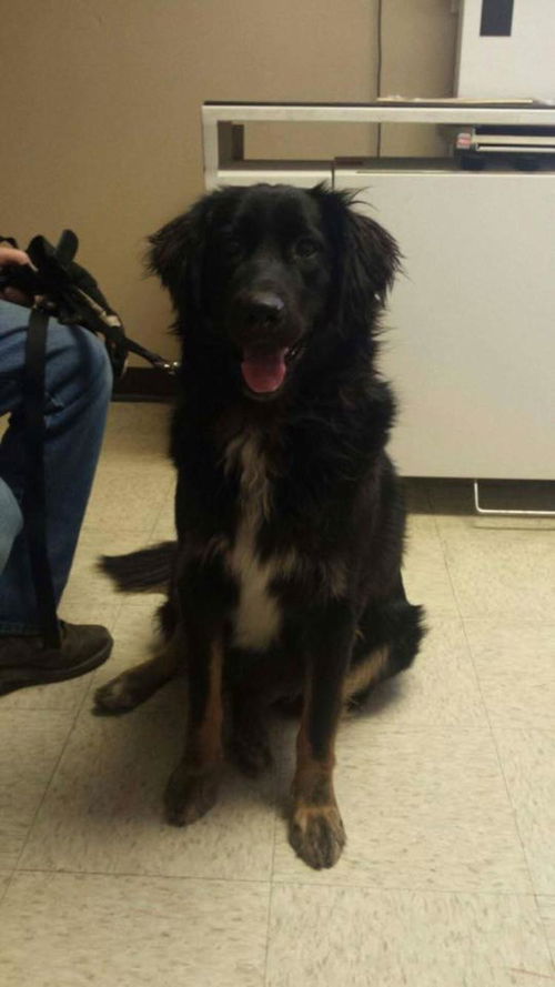 Buddy-Aussie