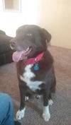 Buddy Sox