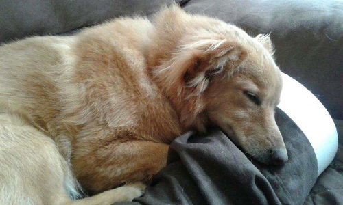 Buddy