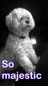 Bogey