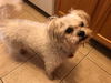 Benji