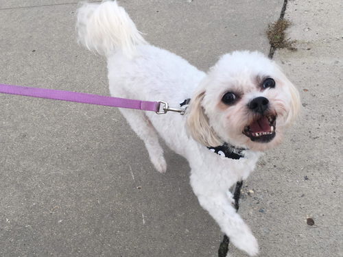 Benji
