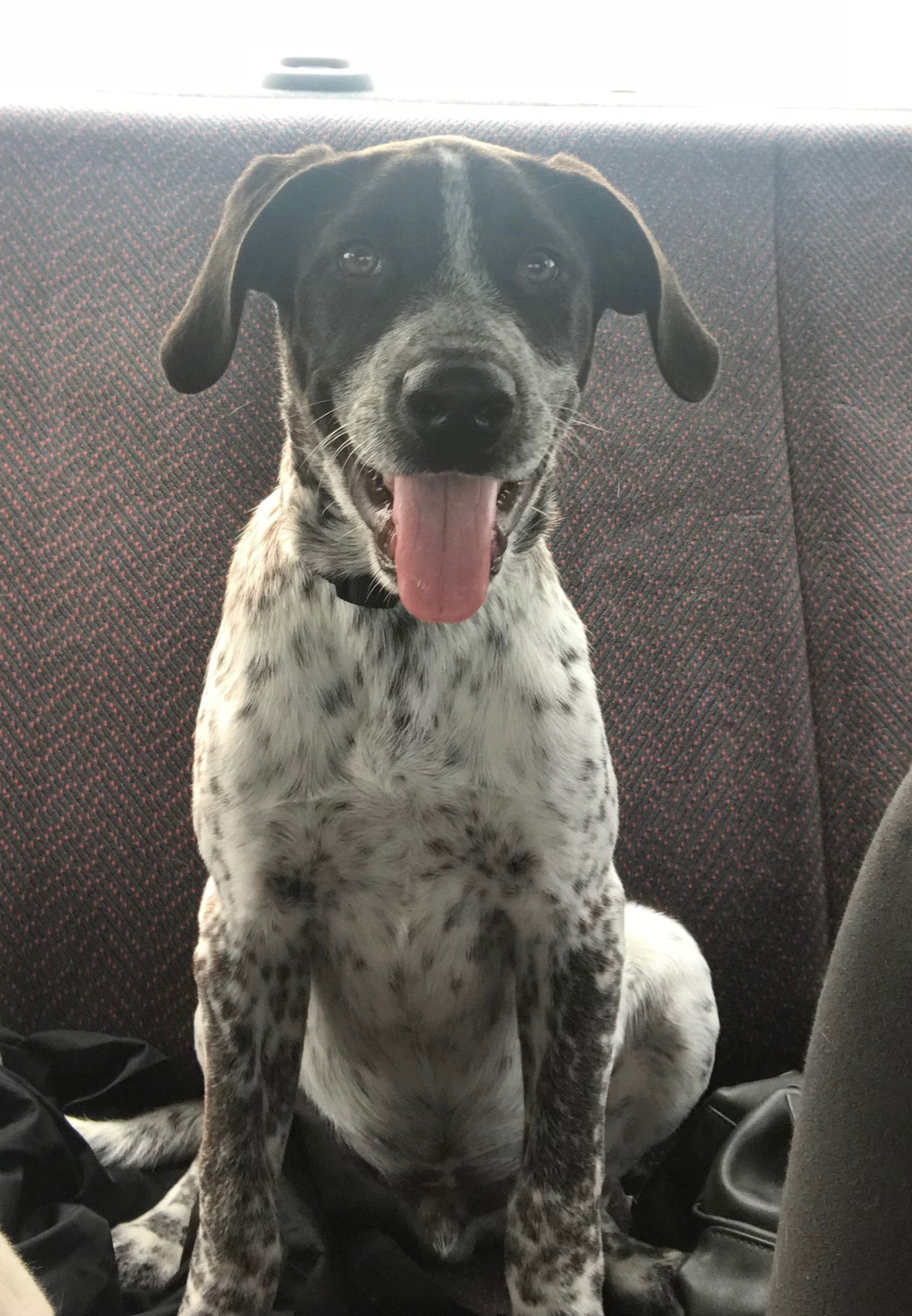 German shorthaired pointer 2024 blue heeler mix