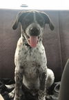 Benji (GSP)