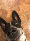 Benji (GSP)