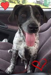 Benji (GSP)