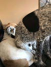Benji (GSP)