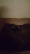 Binx