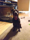 Brutus