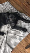 Toby