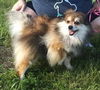 Toby