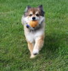 Toby
