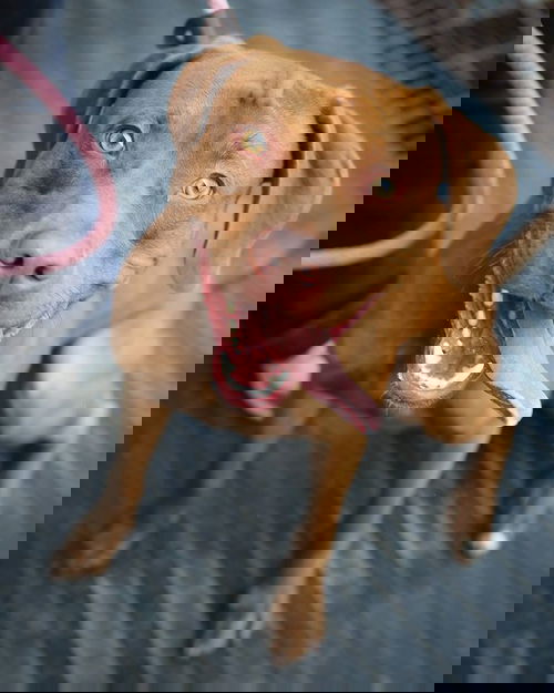 Bert