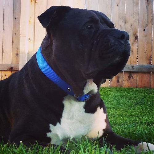 Biggie