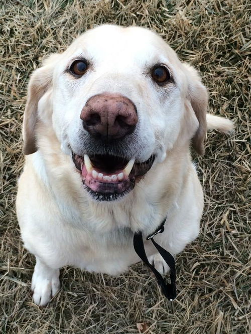 Toby