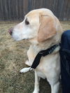 Toby