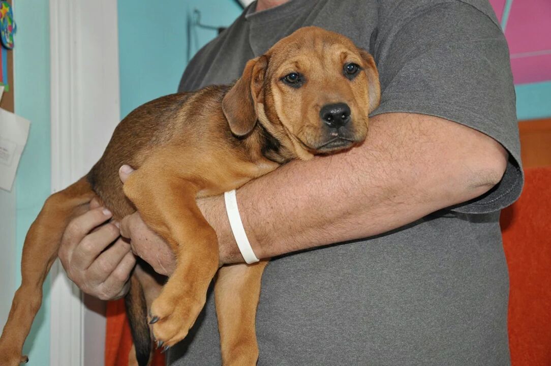 Large jack outlet russell terrier mix