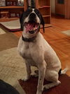 Boone