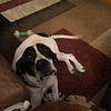 Boone